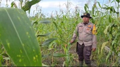 Polsek Sinaboi Kawal Jagung 4 Hektare, Program Ketahanan Pangan Presiden Prabowo Makin Nyata