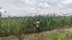 Polisi Turun ke Ladang, Ketahanan Pangan Terus Dijaga di Kandis