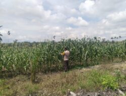Polisi Turun ke Ladang, Ketahanan Pangan Terus Dijaga di Kandis
