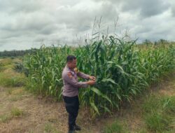 Dukung Program Ketahanan Pangan Nasional, Jajaran Polsek Kandis Dengan Rutin Cek Perkembangan Jagung Pipil di Lahan PT. KPAK