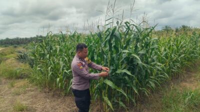 Dukung Program Ketahanan Pangan Nasional, Jajaran Polsek Kandis Dengan Rutin Cek Perkembangan Jagung Pipil di Lahan PT. KPAK