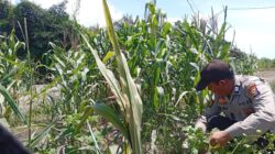 Sinergi Tanpa Batas! Polsek Panipahan Kawal Ketat Kebun Jagung Pipil di Rohil Demi Swasembada Pangan