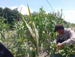 Sinergi Tanpa Batas! Polsek Panipahan Kawal Ketat Kebun Jagung Pipil di Rohil Demi Swasembada Pangan