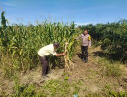 Polsek Kandis Cek Perkembangan Jagung Pipil di Lahan PT KPAK, Dukung Ketahanan Pangan Nasional