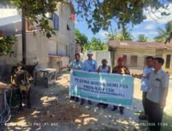 CSR, PT. GAS Berikan 2 Ekor Sapi Kurban, Untuk Perayaan Idul Adha 1447 H, 1 Ekor ke Mesjid Nurul Iman dan 1 Ekor ke Mesjid Darul Muttaqin