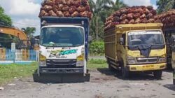 *Diduga TBS Mentah dari Pihak Ketiga Masuk PKS Sei Mangke, Mutu CPO Terancam*