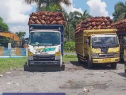 *Diduga TBS Mentah dari Pihak Ketiga Masuk PKS Sei Mangke, Mutu CPO Terancam*