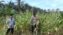 Dukung Ketahanan Pangan Nasional, Polsek Kandis Cek Lahan Jagung Pipil Kelompok Tani Ayu Makmur