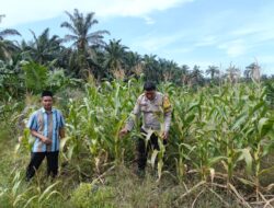 Dukung Ketahanan Pangan Nasional, Polsek Kandis Cek Lahan Jagung Pipil Kelompok Tani Ayu Makmur