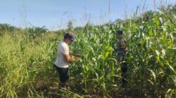 Polsek Kandis Laksanakan Pengecekan Tanaman Jagung Tumpang Sari di Lahan PT KPAK