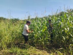 Polsek Kandis Laksanakan Pengecekan Tanaman Jagung Tumpang Sari di Lahan PT KPAK