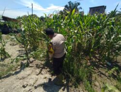Bukan Cuma Jaga Keamanan, Polisi di Panipahan Kini Ikut ‘Berpeluh’ Bareng Petani Jagung