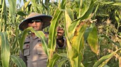Menuju Swasembada Pangan, Polsek Sinaboi Rutin Cek Jagung Binaan di Sungai Bakau