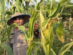 Menuju Swasembada Pangan, Polsek Sinaboi Rutin Cek Jagung Binaan di Sungai Bakau