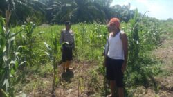 Dukung Program Asta Cita Presiden, Polsek Panipahan Monitoring Penanaman Jagung di Pasir Limau Kapas
