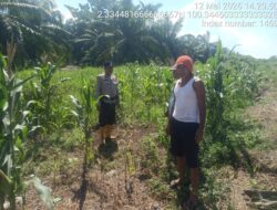 Dukung Program Asta Cita Presiden, Polsek Panipahan Monitoring Penanaman Jagung di Pasir Limau Kapas