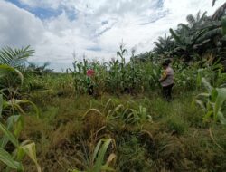 Dukung Ketahanan Pangan Nasional, Polsek Kandis Cek Perkembangan Jagung Pipil di Kampung Jambai Makmur