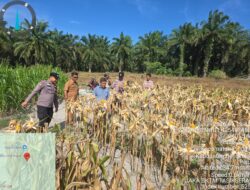 Panen Raya Jagung Polsek Pinggir Hanya 350 Kilogram