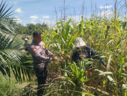 Polsek Kandis Lakukan Pengecekan Lahan Jagung Tumpang Sari PT KPAK, Dukung Program Ketahanan Pangan Nasional