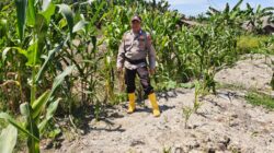 Aksi Nyata Personel Polsek Panipahan Borong Pujian Petani Jagung Pipil