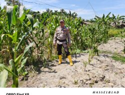 Aksi Nyata Personel Polsek Panipahan Borong Pujian Petani Jagung Pipil