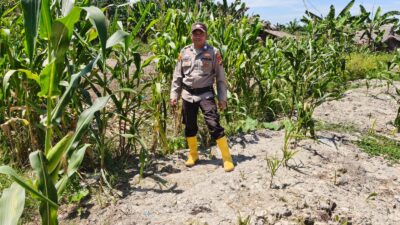 Aksi Nyata Personel Polsek Panipahan Borong Pujian Petani Jagung Pipil