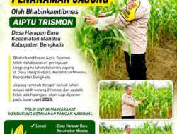 Polsek Mandau Sebut Kondisi Jagung Hari Ini Tumbuh Dengan Baik