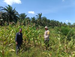 Tak Hanya Jaga Kamtibmas, Polsek Kandis Kini Kawal Pertumbuhan Jagung Hingga Siap Panen