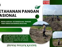 15 Hektare Siap Tanam! Polsek Kandis dan Kelompok Tani Bersinergi Wujudkan Ketahanan Pangan