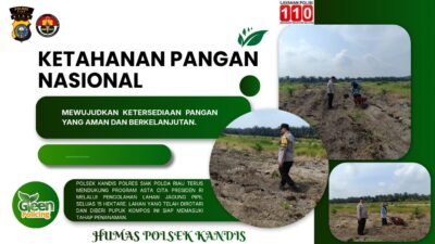 15 Hektare Siap Tanam! Polsek Kandis dan Kelompok Tani Bersinergi Wujudkan Ketahanan Pangan