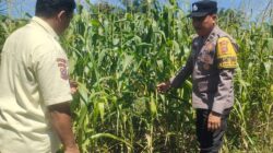Polsek Kandis Cek Perkembangan Jagung Pipil di Lahan PT KPAK, Dukung Ketahanan Pangan Nasional
