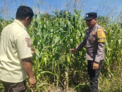 Polsek Kandis Cek Perkembangan Jagung Pipil di Lahan PT KPAK, Dukung Ketahanan Pangan Nasional