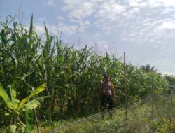 Sinergi Polri dan Petani, Polsek Kandis Kawal Pertumbuhan Jagung Tumpang Sari di Siak