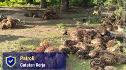 Di Duga Kuat, Buah Mentah Di PTPN IV Regional 2 Laras AFD 1..