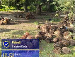 Di Duga Kuat, Buah Mentah Di PTPN IV Regional 2 Laras AFD 1..