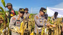Jagung Berkwalitas Dipanen Oleh Polsek Mandau