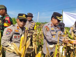 Jagung Berkwalitas Dipanen Oleh Polsek Mandau