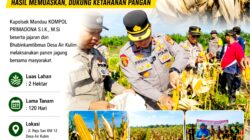 Sejumlah Personil Polsek Mandau Diturunkan Untuk Kepung Lahan Jagung Di Air Kulim