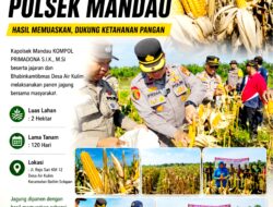 Sejumlah Personil Polsek Mandau Diturunkan Untuk Kepung Lahan Jagung Di Air Kulim