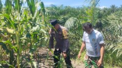 Menuju Panen Raya! Perkembangan Jagung Tumpang Sari di PT KPAK Dipantau Polsek Kandis
