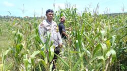Polri Hadir di Tengah Petani, Polsek Kandis Pantau Jagung Tumpang Sari Kelompok Tani Ayu Makmur