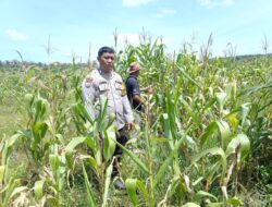 Polri Hadir di Tengah Petani, Polsek Kandis Pantau Jagung Tumpang Sari Kelompok Tani Ayu Makmur