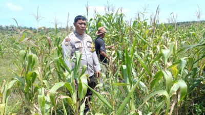 Polri Hadir di Tengah Petani, Polsek Kandis Pantau Jagung Tumpang Sari Kelompok Tani Ayu Makmur