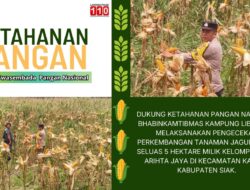 Polsek Kandis Pastikan Program Ketahanan Pangan Berjalan Baik di Kampung Libo Jaya