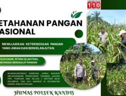 Polri Hadir untuk Petani, Bhabinkamtibmas Kandis Cek Perkembangan Jagung Pipil Seluas 2 Hektare