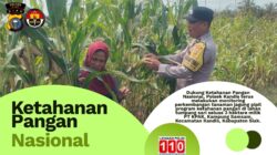 Jelang Panen Akhir Juni, Polsek Kandis Pantau Jagung Tumpang Sari 3 Hektare di Lahan PT KPAK