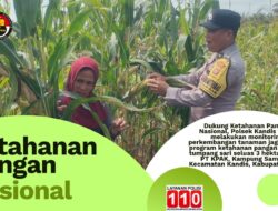 Jelang Panen Akhir Juni, Polsek Kandis Pantau Jagung Tumpang Sari 3 Hektare di Lahan PT KPAK