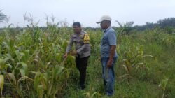 Polsek Kandis Intensif Pantau Lahan Jagung Program Ketahanan Pangan di Kampung Jambai Makmur