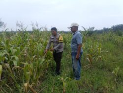Polsek Kandis Intensif Pantau Lahan Jagung Program Ketahanan Pangan di Kampung Jambai Makmur