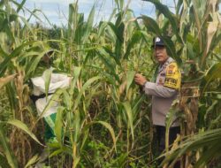 Polsek Kandis Cek Perkembangan Jagung Tumpang Sari di Lahan PT KPAK, Dukung Program Ketahanan Pangan Nasional